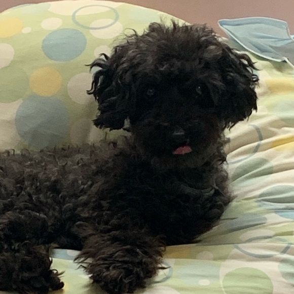 Meet your Posher, Megan - Picture 1 of 1